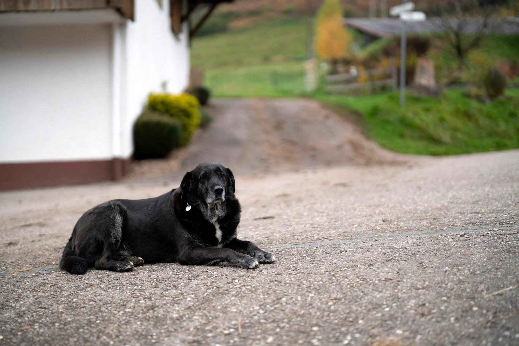 Вилла Grundhof Oberprechtal Экстерьер фото